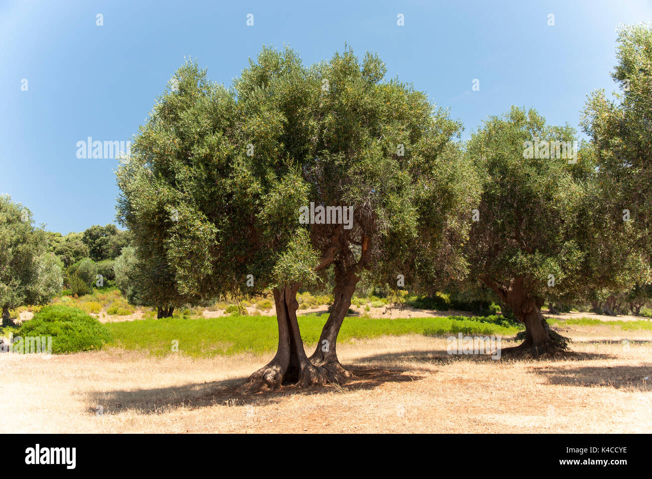 Alte Olivenbäume im Alten Landwirtschaft Land der Maremma, Albarese, Toskana, Italien Stockfoto