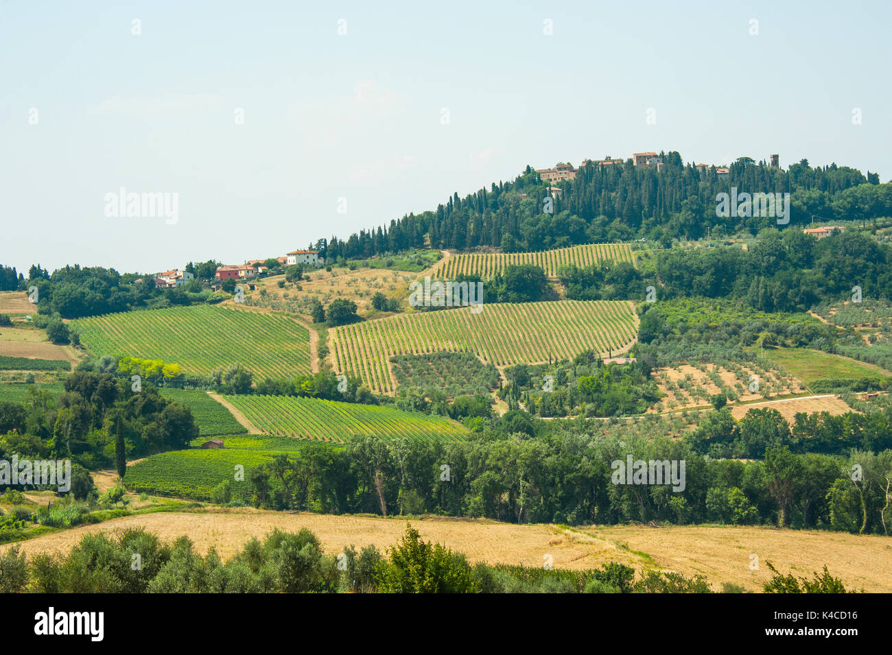 Ländliche Landschaft mit Feldern und Weinreben, Toskana, Italien Stockfoto