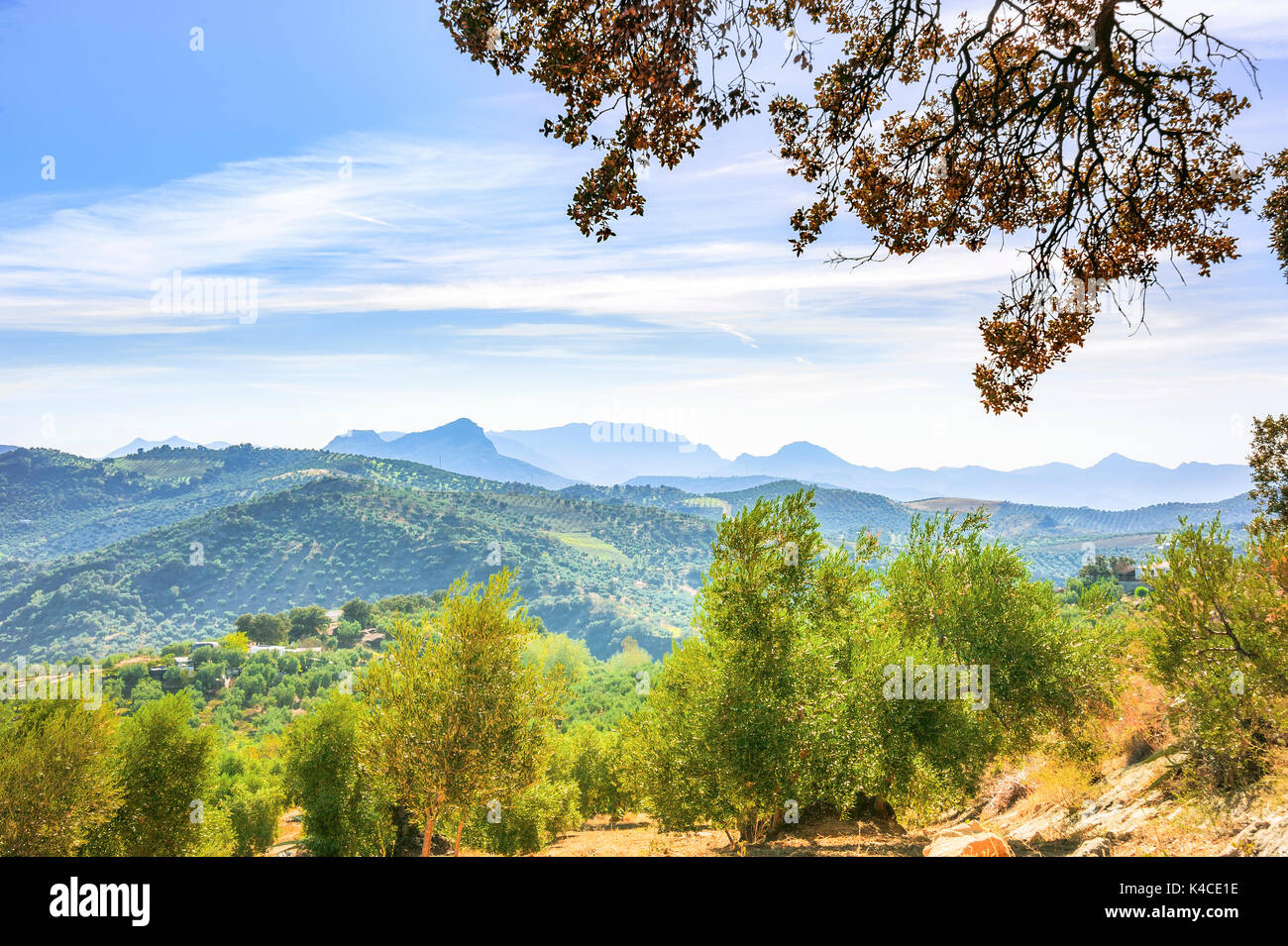 Landschaft Panorama Mit Bergkette Und Olivenbäumen Nahe Olvera, Weiße Städte Andalusiens, Provinz Cêdiz, Spanien Stockfoto