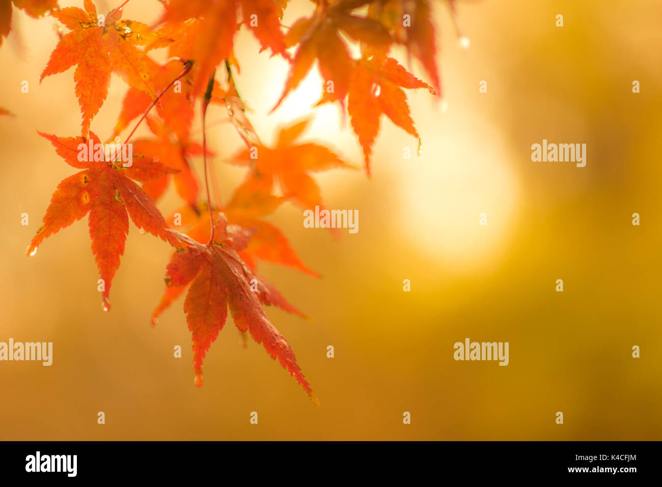 Herbstliche Hintergrund, leicht defokussiert Rot marple Blätter mit Wassertropfen Stockfoto