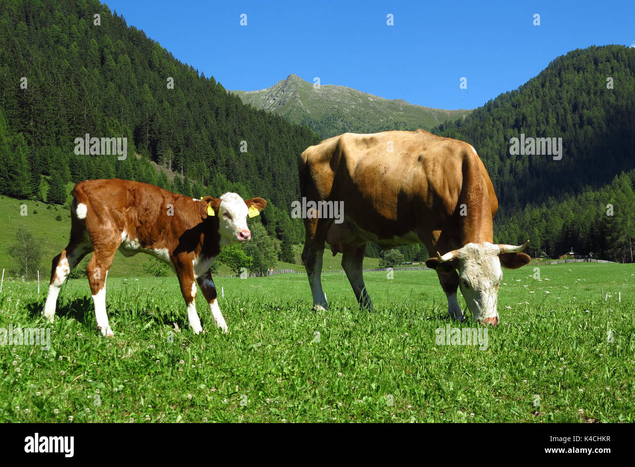 Gsieser Tal Stockfoto