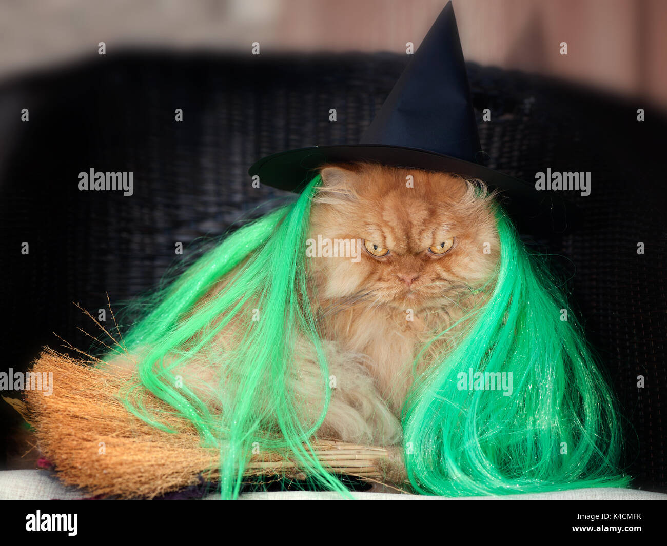 Orange Persian Cat in Halloween Kostüm Stockfoto