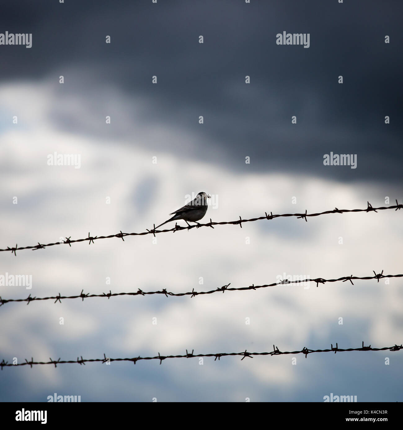 Free Bird auf Stacheldraht Stockfoto