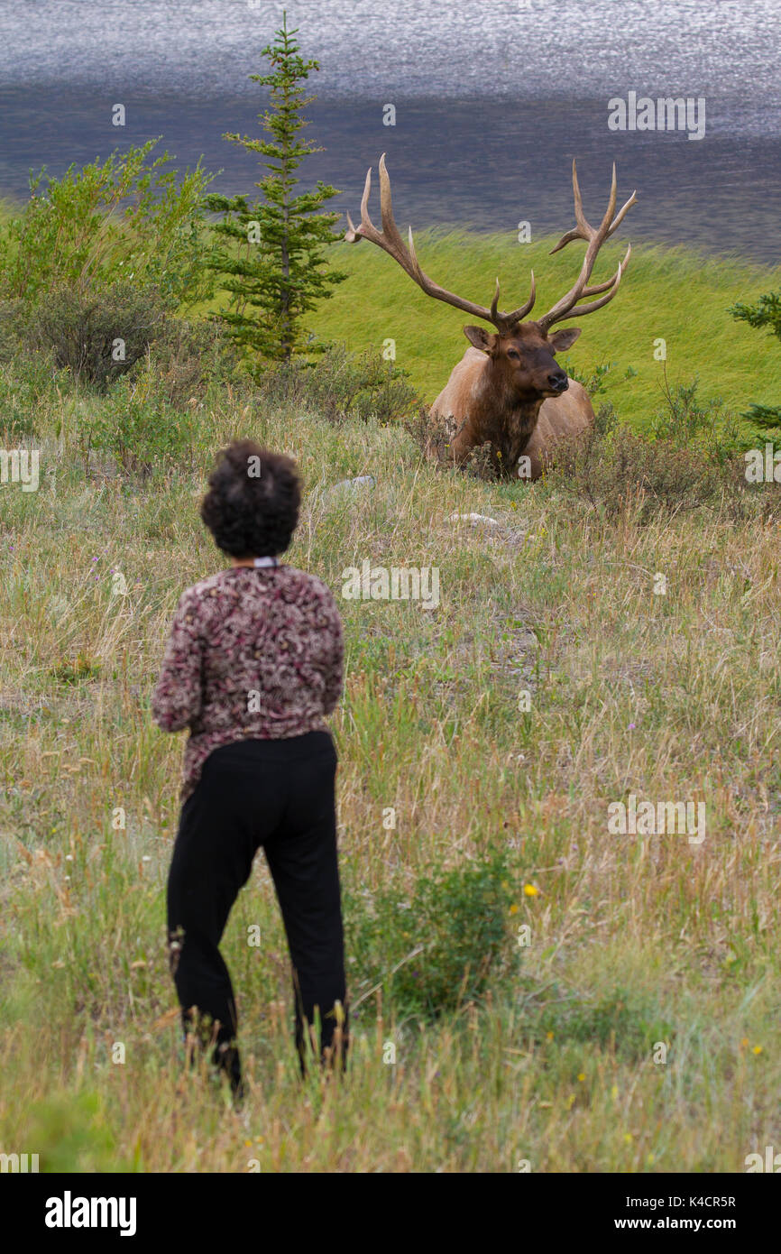 Touristische zu in der Nähe von Elk/Wapiti (Cervus canadensis) Stier in der Ferienzeit im Sommer, Jasper National Park, Alberta, Kanada Stockfoto