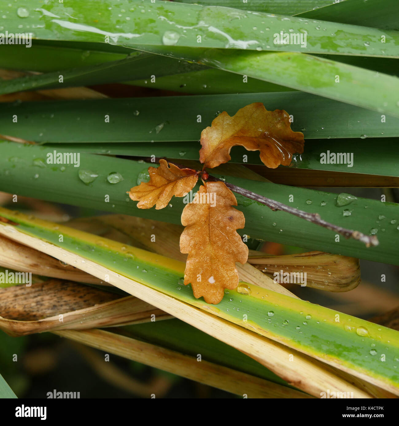 Herbst noch Leben, braune Eiche Blätter auf die Bekämpfung von breitblättrigem Cattail verlässt Nach einem Regen Stockfoto