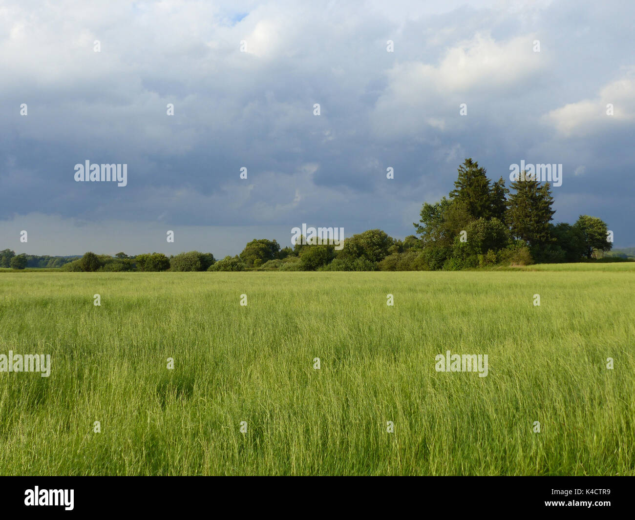 Ampermoss, River Valley Fen in der Nähe Ammersee in Oberbayern Stockfoto