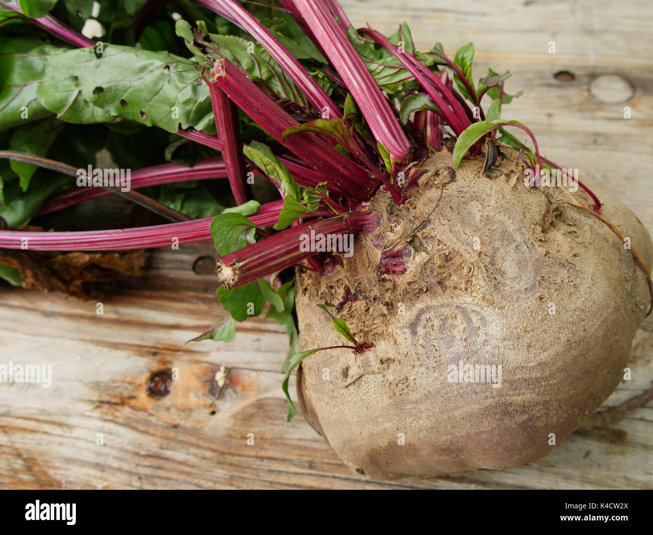 Rote Bete Stockfoto