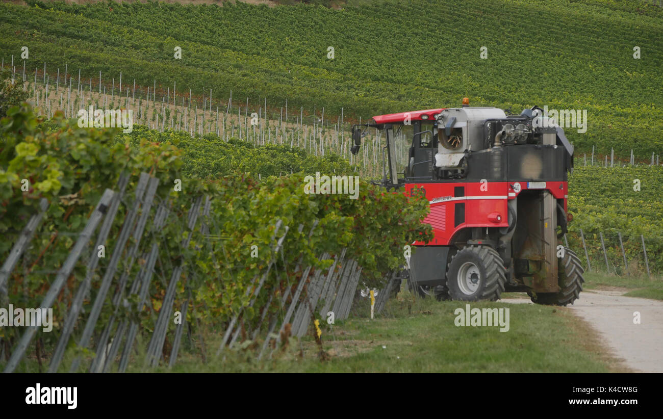 Weinlese in Rhinehesse Stockfoto