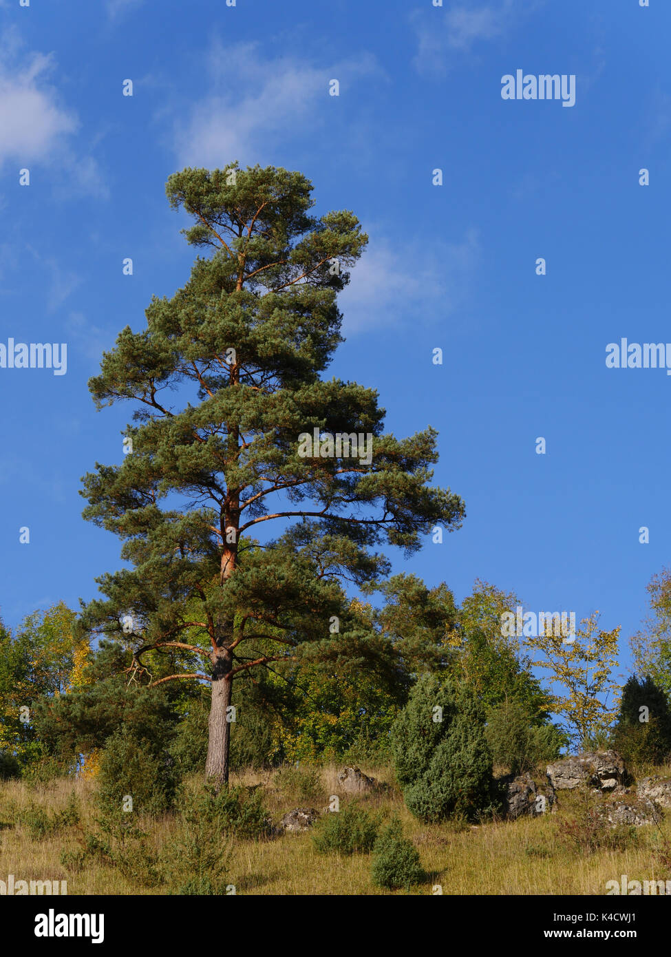 Fränkische Schweiz, im nördlichen Teil der Fränkischen Alb, Oberfranken Stockfoto Fränkische Schweiz, im nördlichen Teil der Fränkischen Alb, Oberfranken Stockfoto