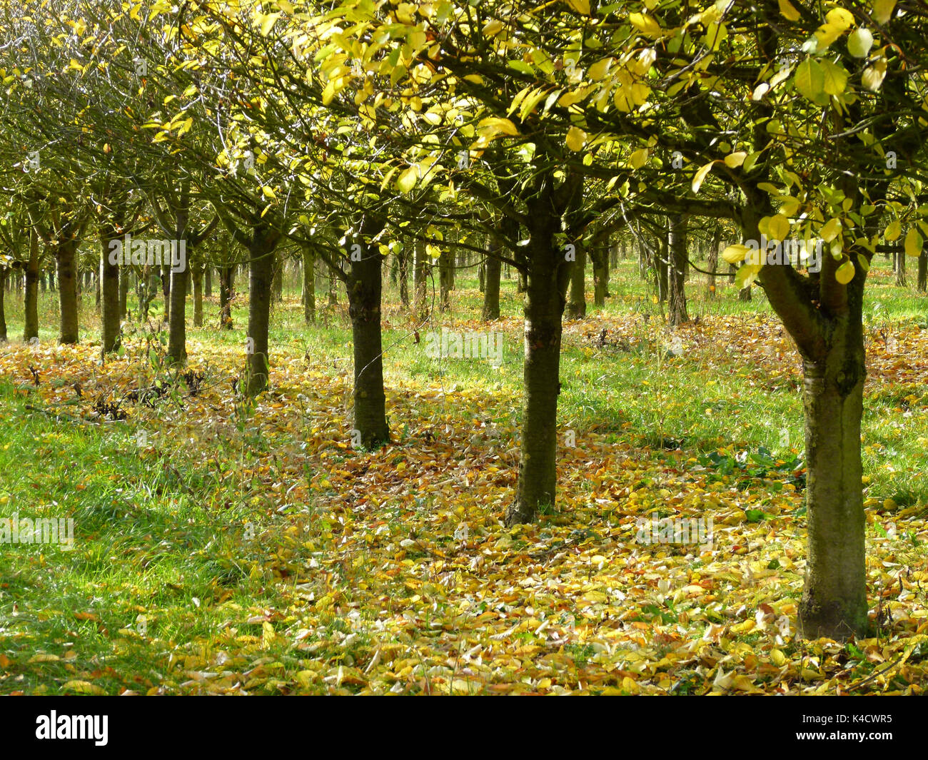 Saure Kirschen mit Herbstlaub Stockfoto Saure Kirschen mit Herbstlaub Stockfoto