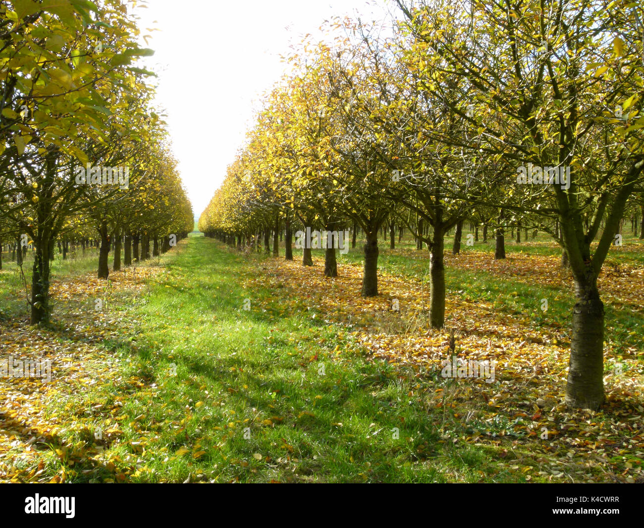Saure Kirschen mit Herbstlaub Stockfoto Saure Kirschen mit Herbstlaub Stockfoto