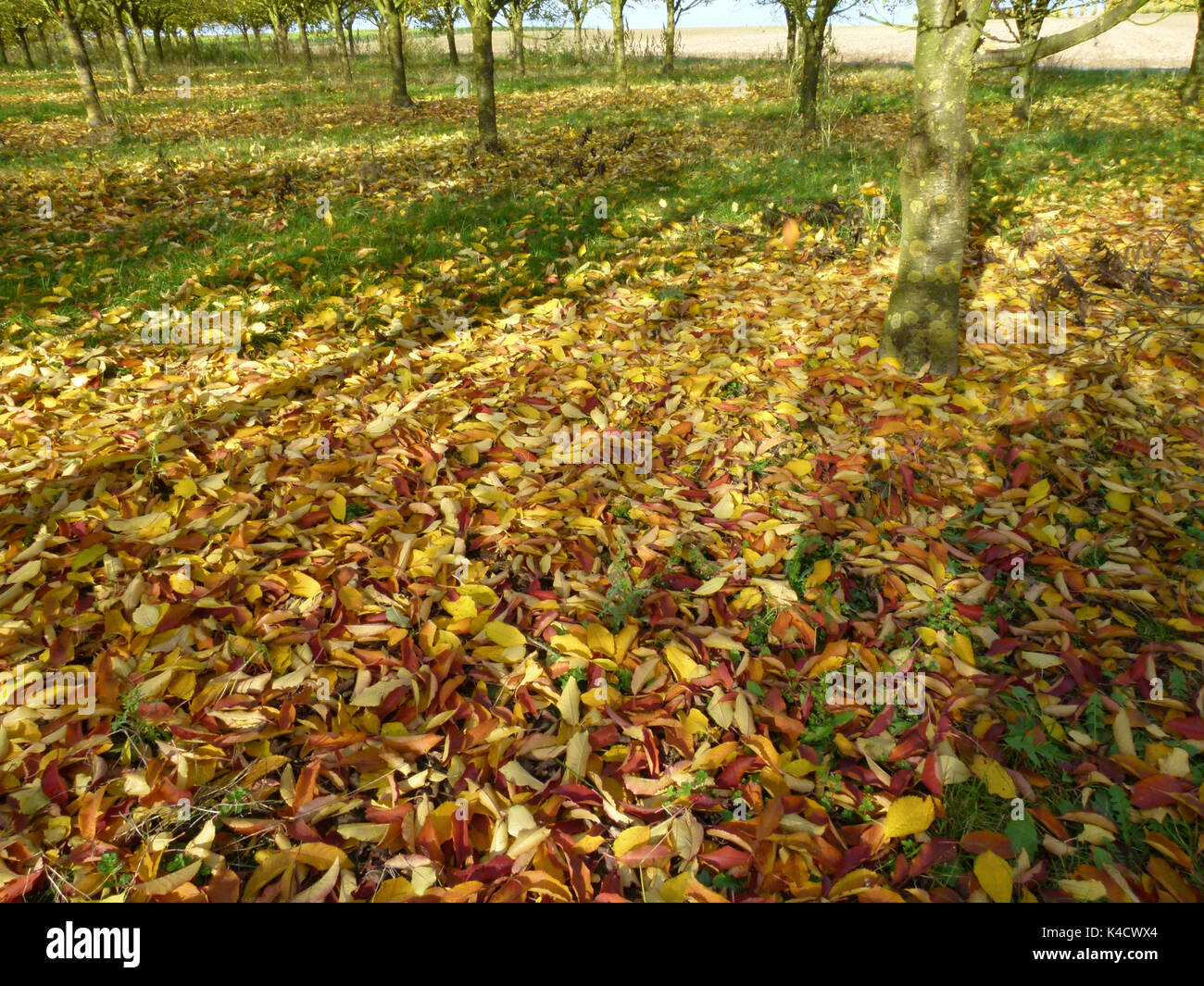 Saure Kirschen mit Herbst Blätter auf dem Boden liegend Stockfoto Saure Kirschen mit Herbst Blätter auf dem Boden liegend Stockfoto