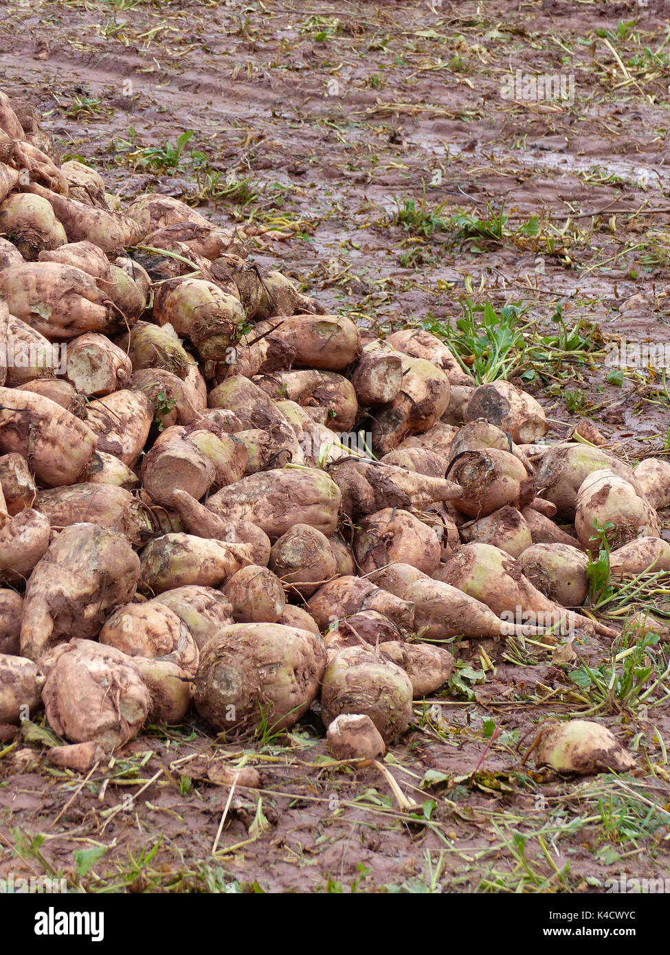 Die Zuckerrübe Beta vulgaris Stockfoto Die Zuckerrübe Beta vulgaris Stockfoto