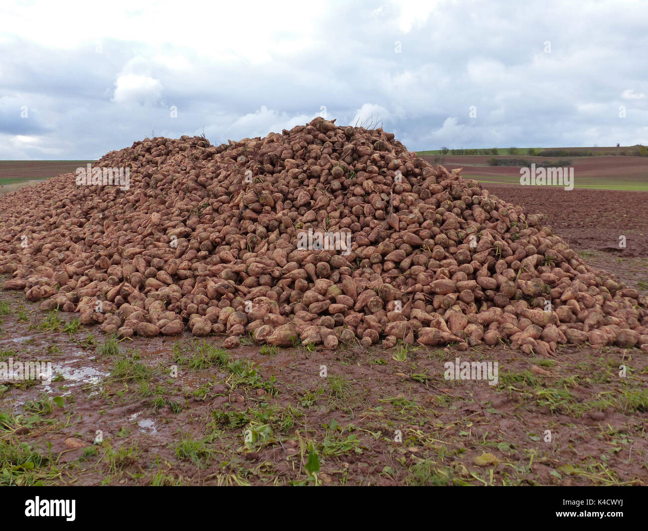 Die Zuckerrübe Beta vulgaris Stockfoto Die Zuckerrübe Beta vulgaris Stockfoto