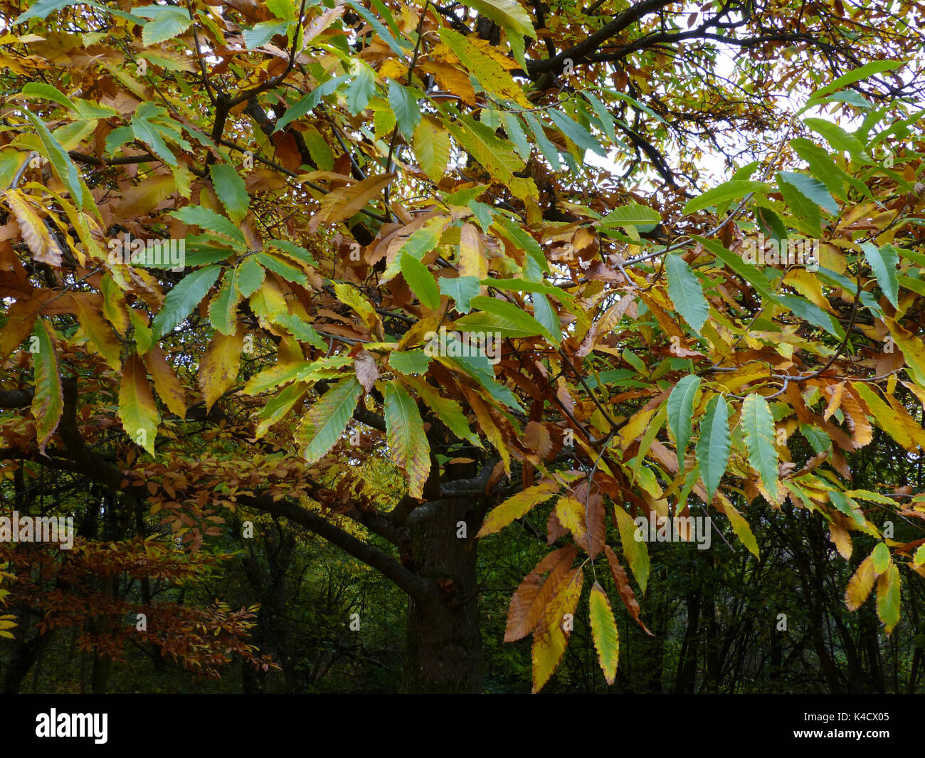 Edelkastanie, Castanea sativa In Pfälzer Wald Stockfoto Edelkastanie, Castanea sativa In Pfälzer Wald Stockfoto