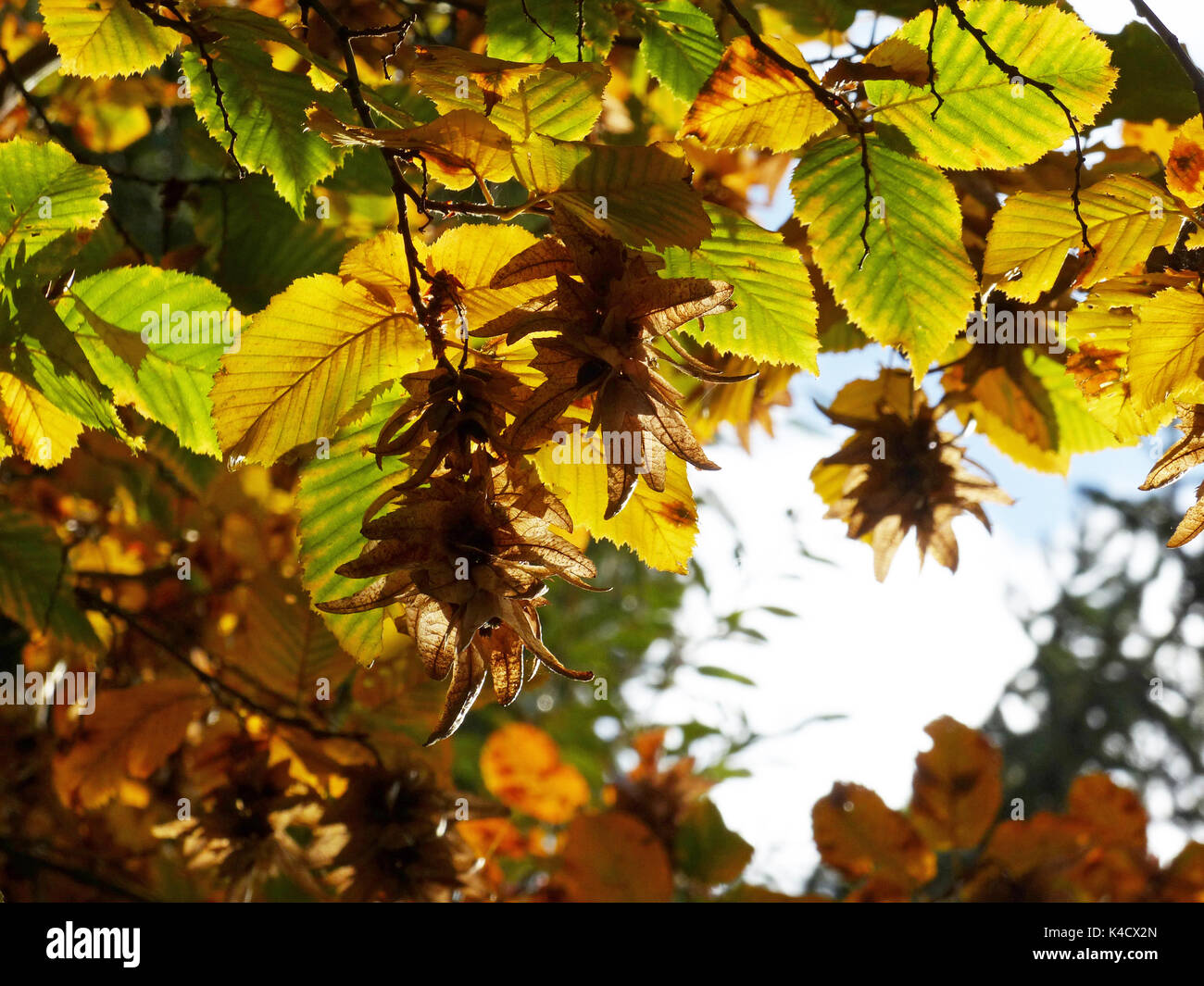 Herbstliche Buche mit Bucheckern In der Hintergrundbeleuchtung Stockfoto Herbstliche Buche mit Bucheckern In der Hintergrundbeleuchtung Stockfoto