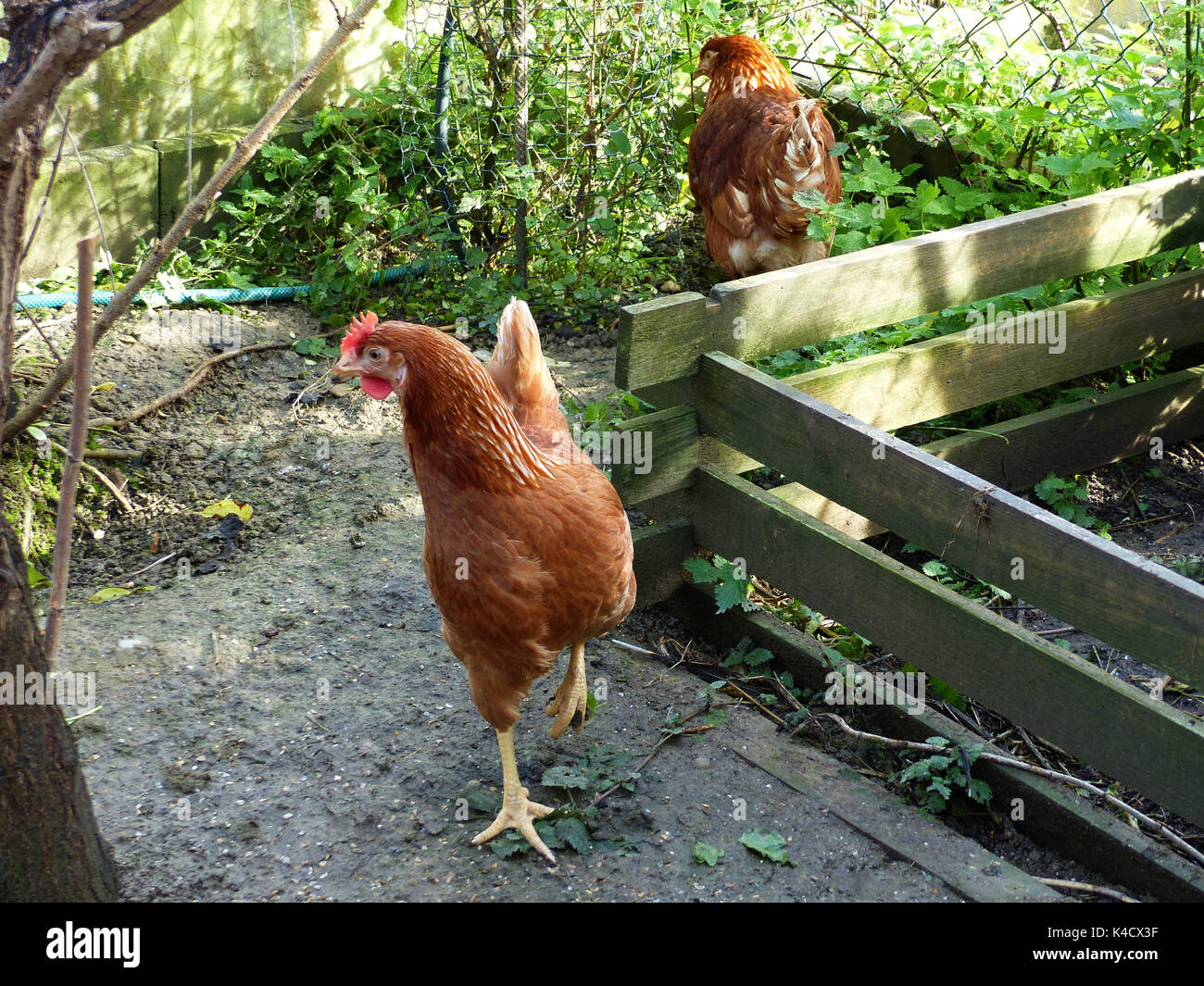 Zwei braune Hühner im Hühnerhof Stockfoto