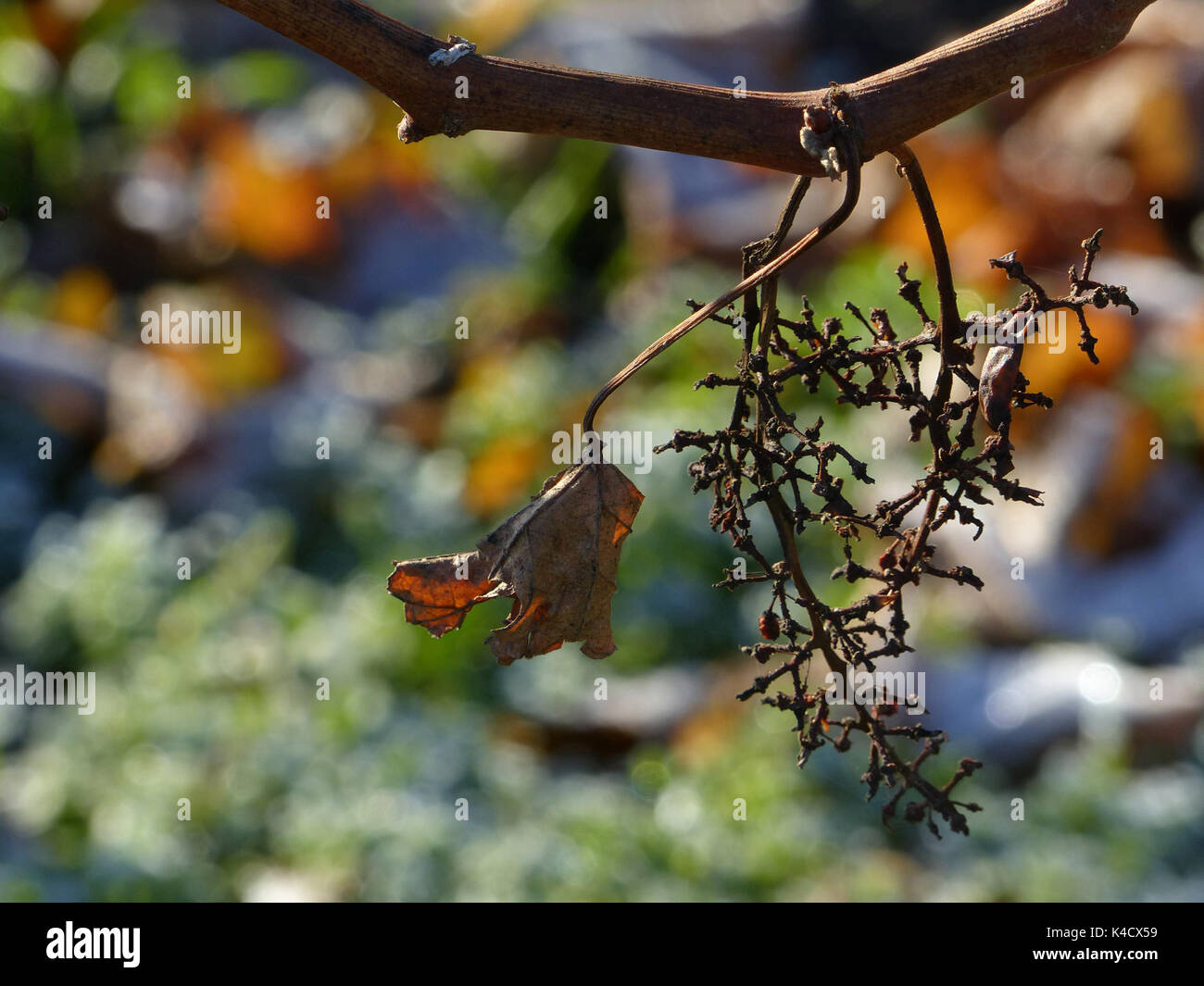 Traube Rispen an der Reben im Weinberg Stockfoto Traube Rispen an der Reben im Weinberg Stockfoto