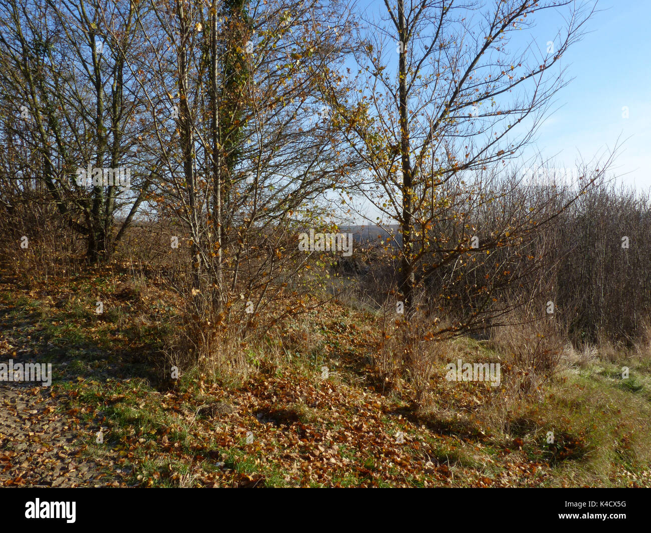Grove in den späten Herbst Stockfoto Grove in den späten Herbst Stockfoto