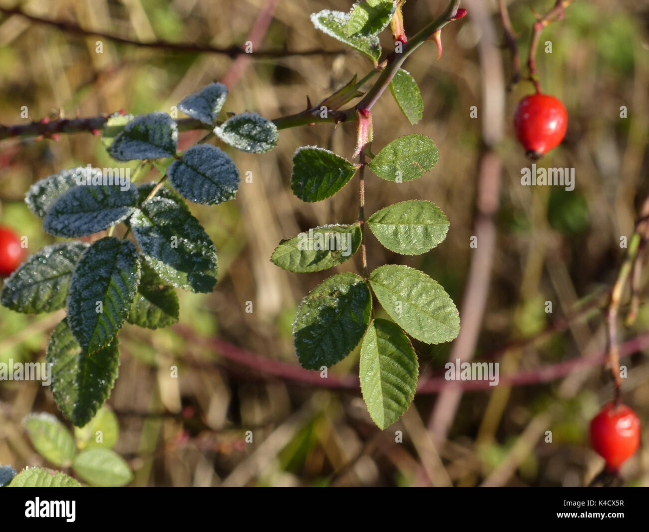 Reife rote Hagebutten Stockfoto Reife rote Hagebutten Stockfoto