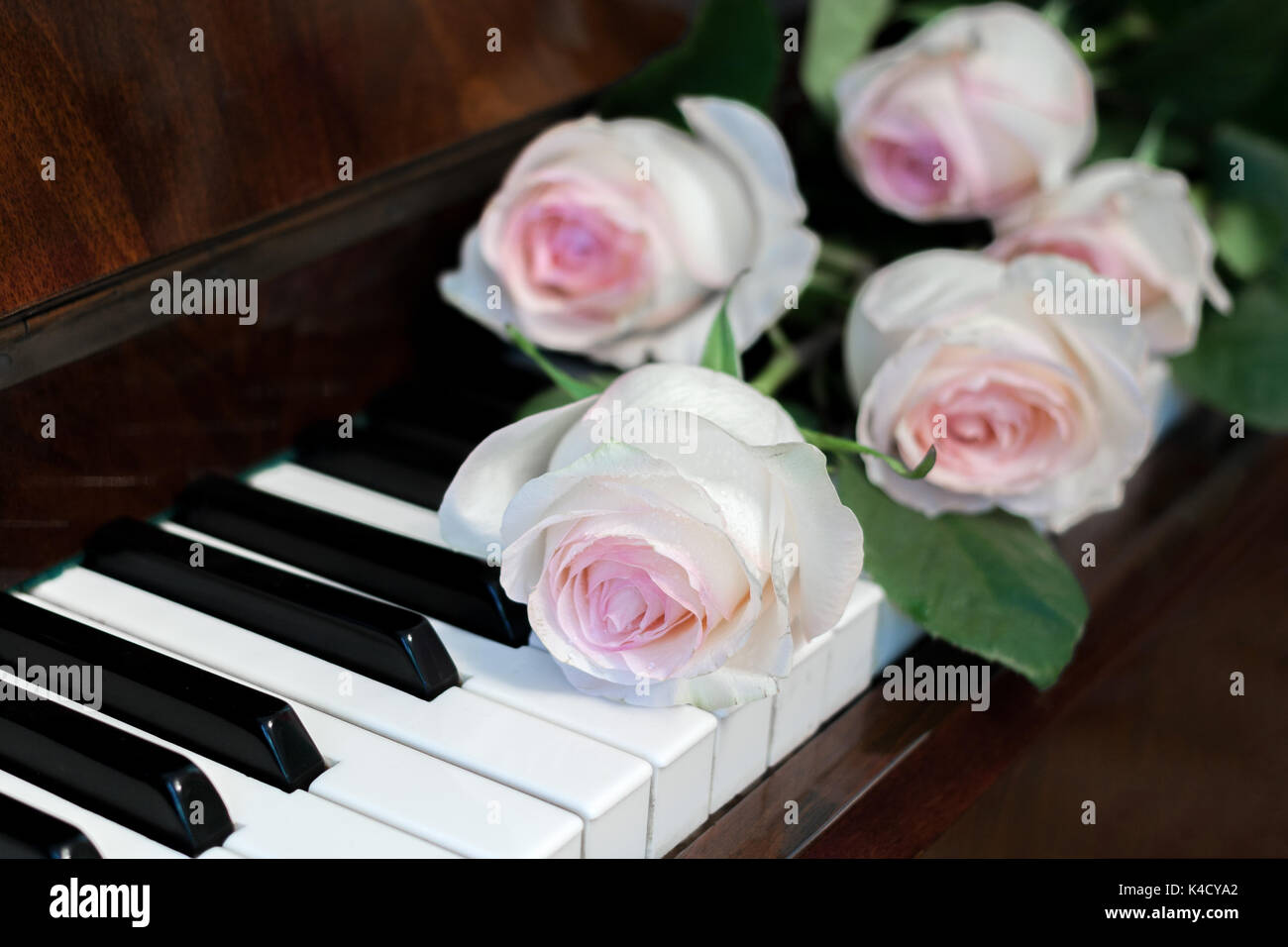 Close-up fünf Blassrosa Rosen liegen auf Klavier. Stockfoto