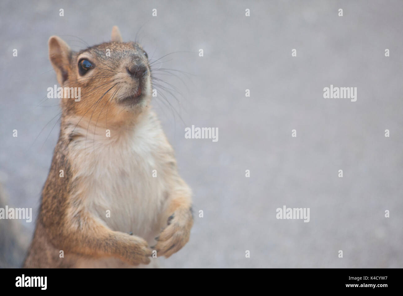 Nahaufnahme von einem Eichhörnchen Stockfoto
