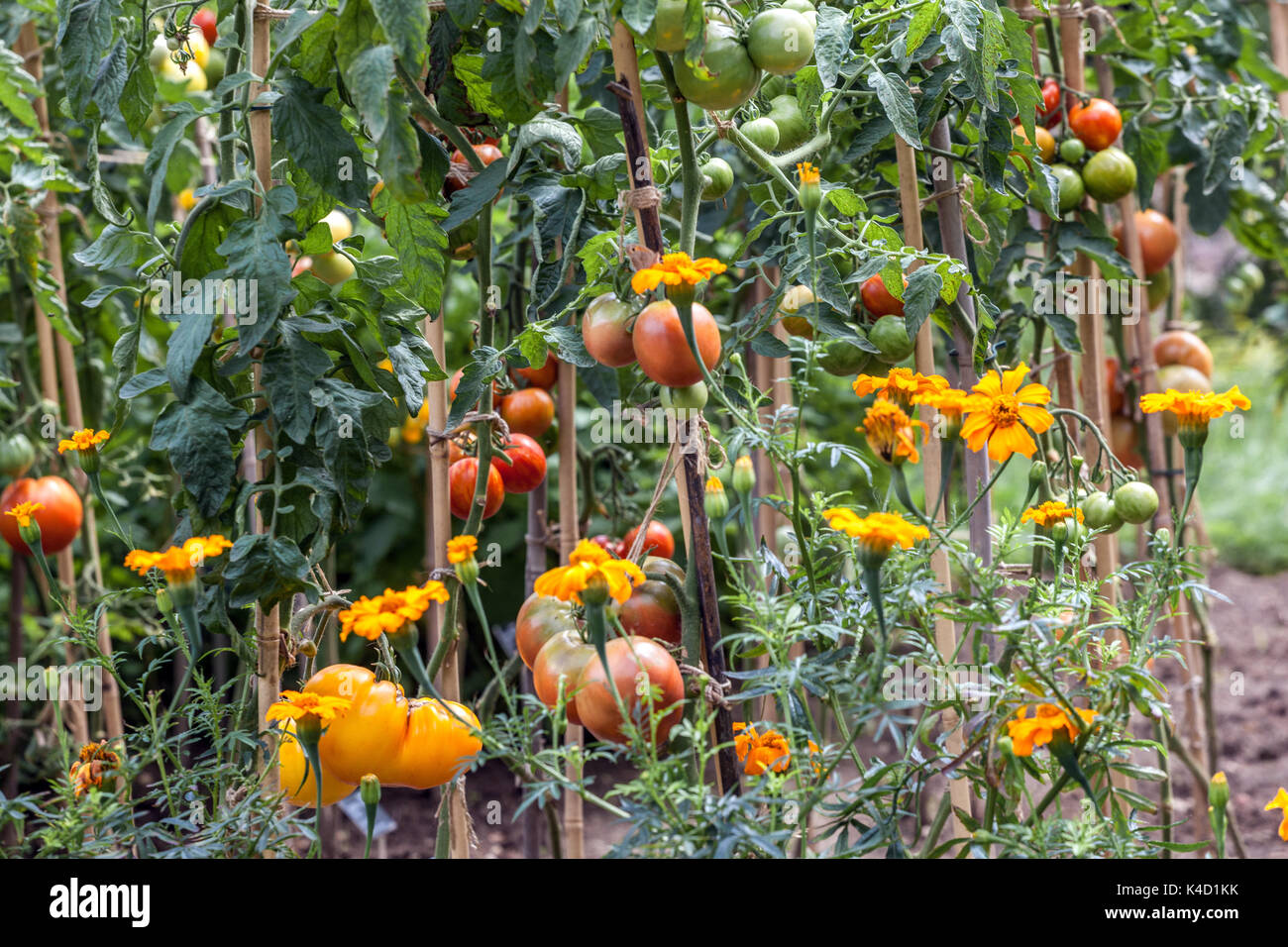 Reifen Tomaten Garten Französische Ringelblume Tagetes verhindern Weißfliege Ringelblume Tomate unreife Früchte Lycopersicon esculentum Pflanzentomaten wachsen gemischt Stockfoto