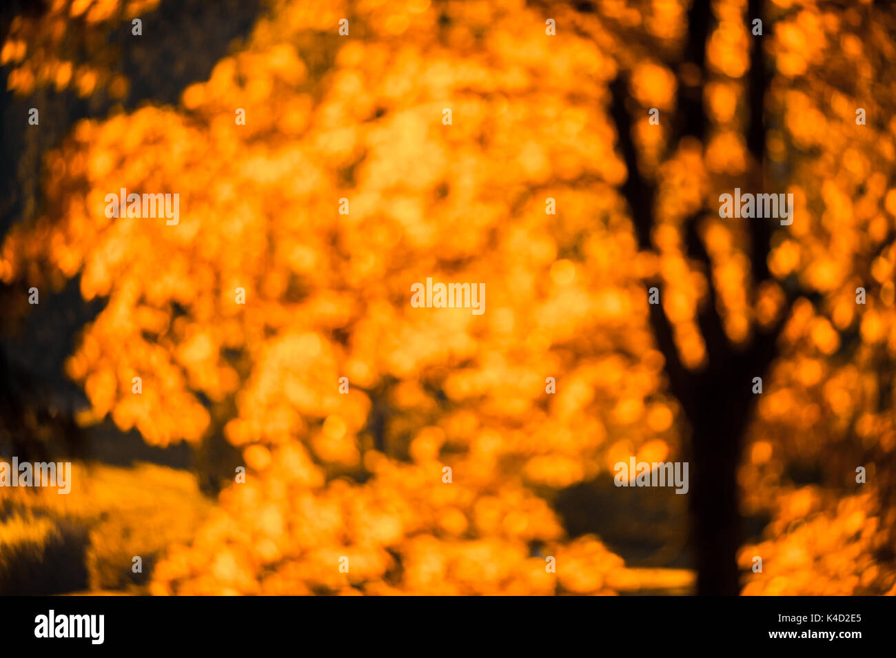 defokussierten Rotes Laub, perfekte Herbst Hintergrund Stockfoto