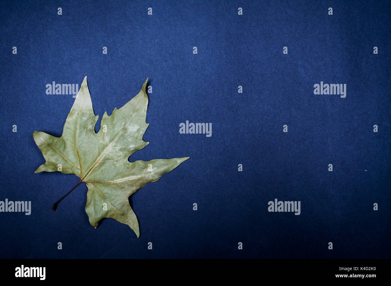 Japanische Kastanien-Eiche Quercus Acutissima 35-40cm - Seltene Eichen Pflanze | Wildfutterbaum