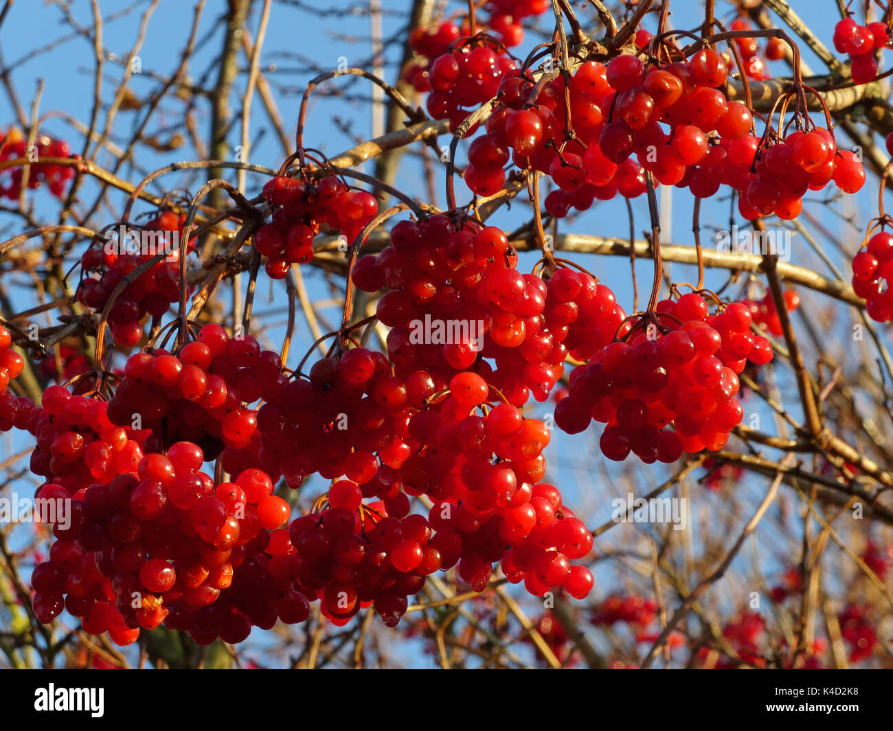 Gemeinsame Schneeball, Viburnum opulus, Infructescence Stockfoto Gemeinsame Schneeball, Viburnum opulus, Infructescence Stockfoto