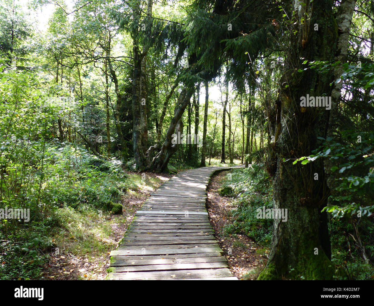 Sicherer Weg Durch Den Moor, Holzweg Gepflasterte Weg Im Schwarzen Moor, Rhön Stockfoto