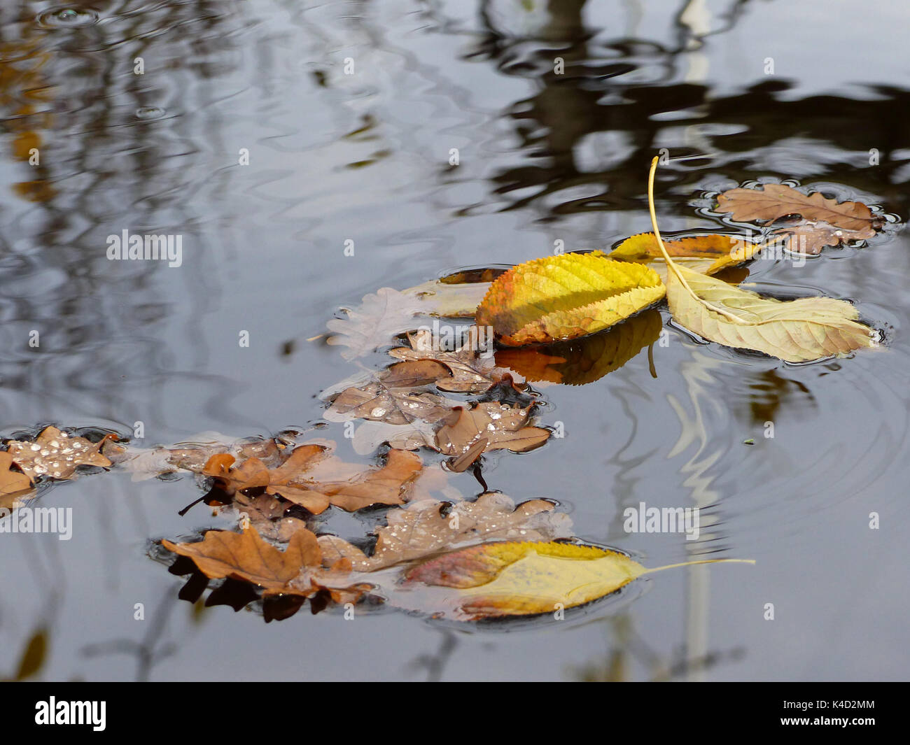 Herbst Blätter auf dem Wasser schwimmend Oberfläche Stockfoto