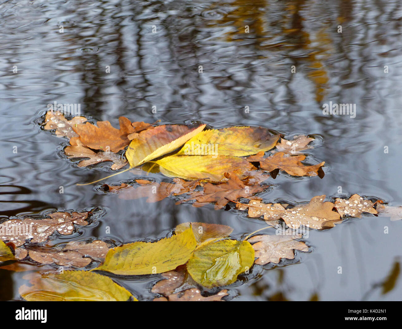Herbst Blätter auf dem Wasser schwimmend Oberfläche Stockfoto