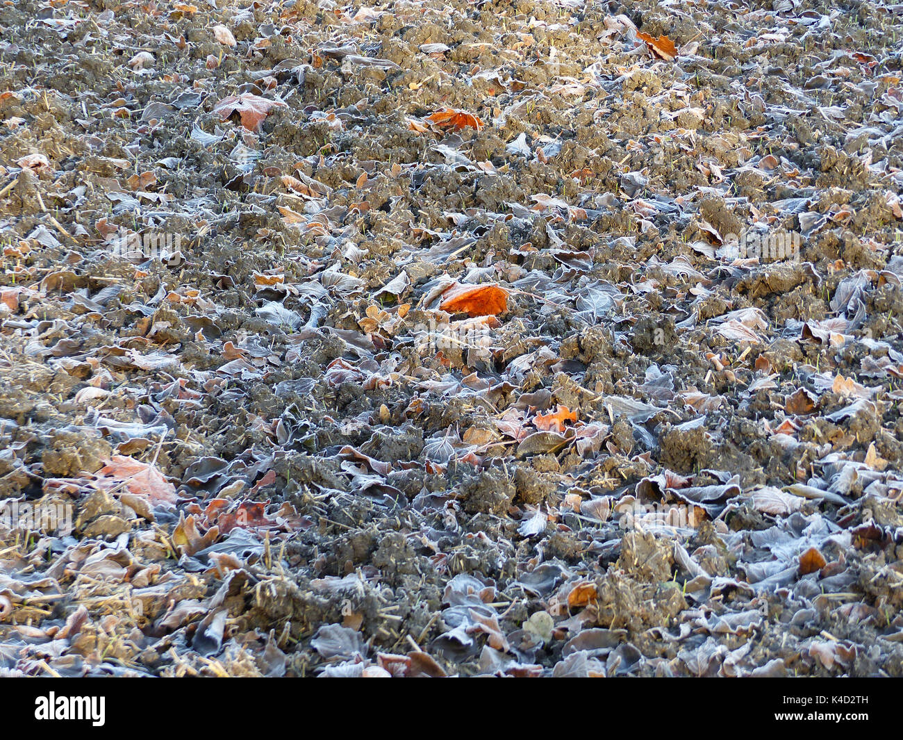 Gepflügte Feld mit Raureif und ein paar bunte Blätter im Herbst Stockfoto Gepflügte Feld mit Raureif und ein paar bunte Blätter im Herbst Stockfoto