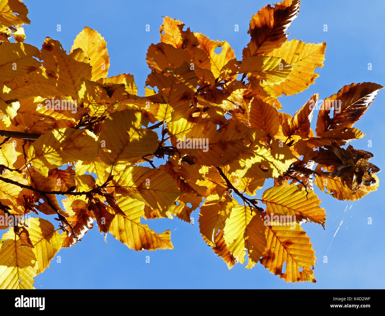 Herbstliche Buche Zweig unter blauem Himmel Stockfoto Herbstliche Buche Zweig unter blauem Himmel Stockfoto