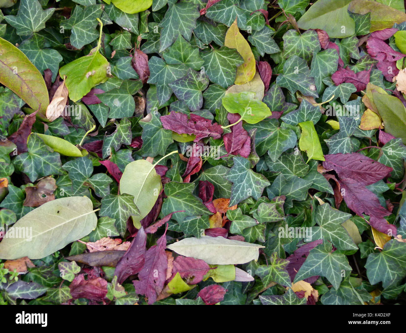 Lila efeubltter -Fotos und -Bildmaterial in hoher Auflsung  Alamy