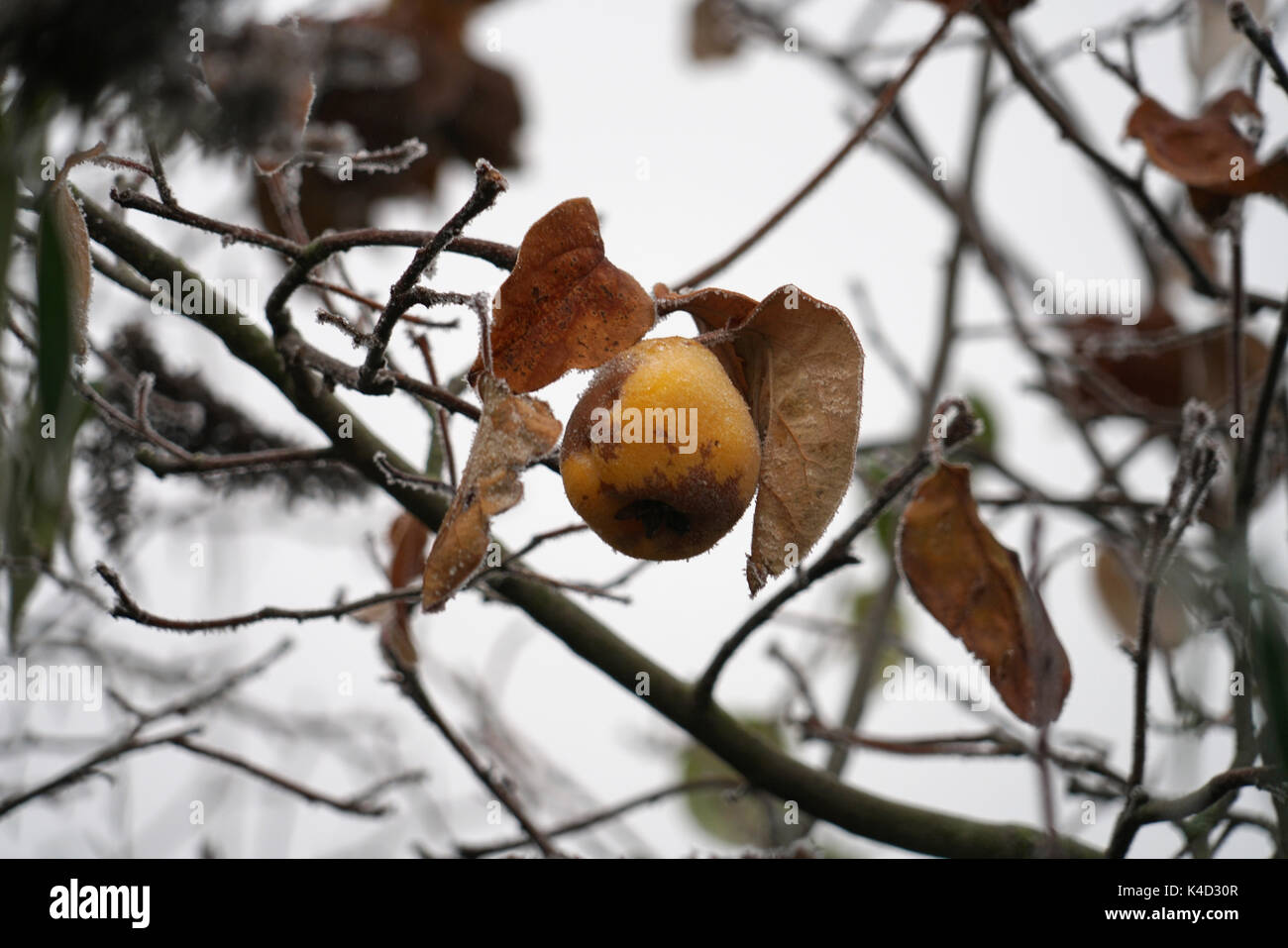 Verbleibende Quitten hängen in einem Baum Stockfoto Verbleibende Quitten hängen in einem Baum Stockfoto
