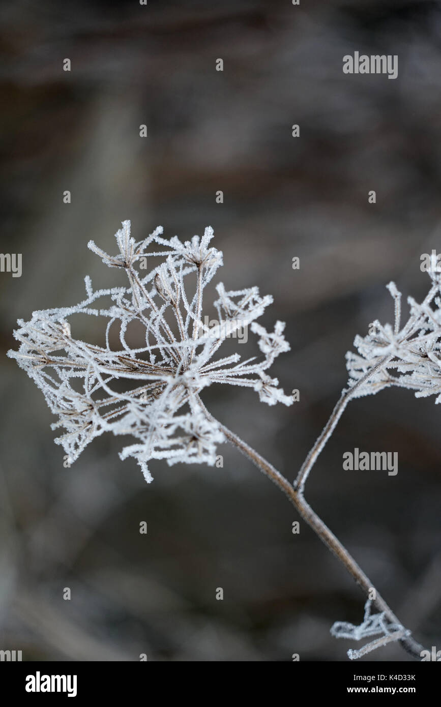 Verblasste Umbellifer bedeckt mit Frost Stockfoto Verblasste Umbellifer bedeckt mit Frost Stockfoto