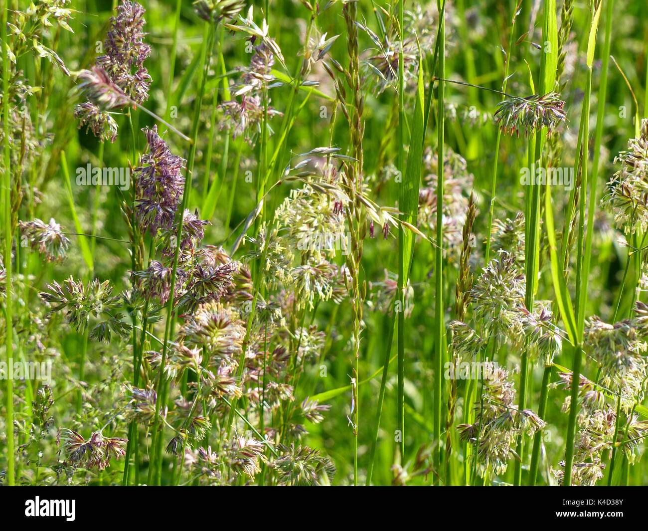 Schöne Gräser auf einer Wiese, Knäuelgras Dactylis Glomerata und Weidelgras Lolium perenne Stockfoto