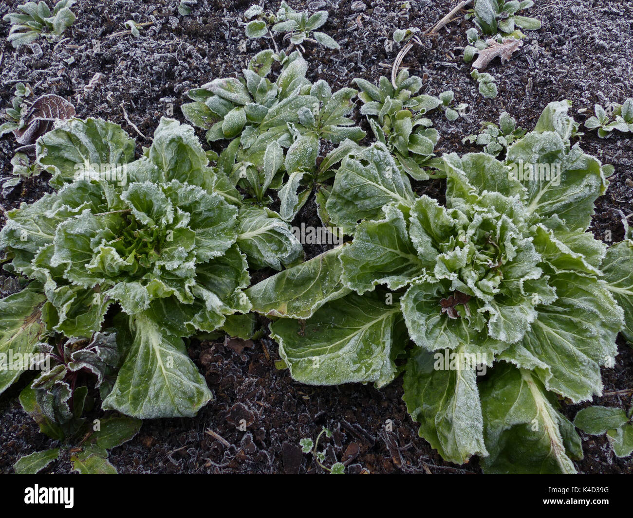 Salat im Garten Bett, frostigen Endivie Stockfoto Salat im Garten Bett, frostigen Endivie Stockfoto