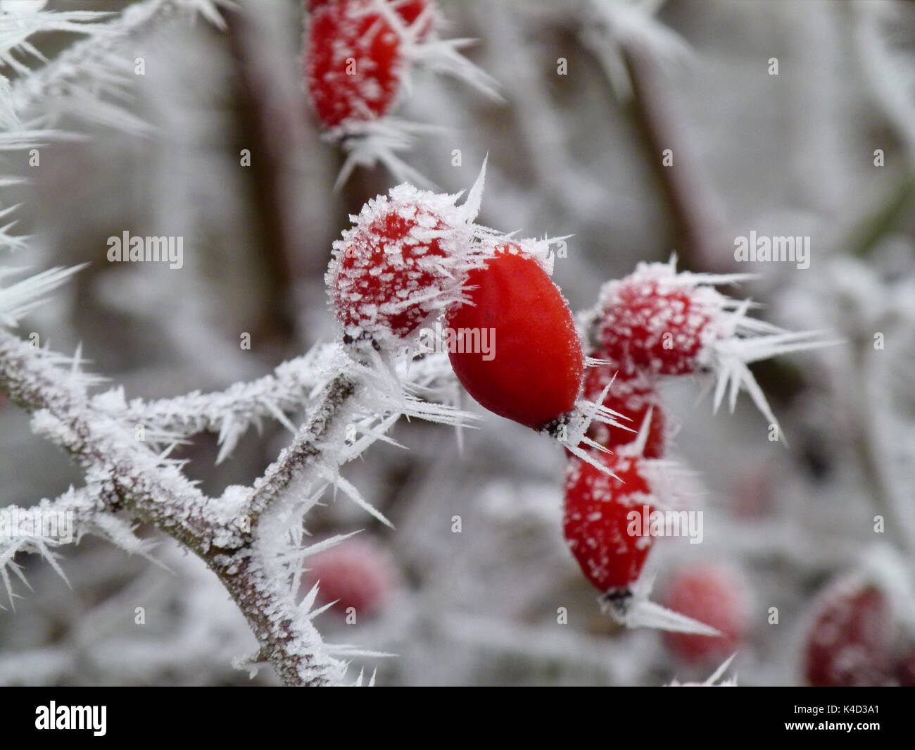 Hagebutten mit Raureif Stockfoto Hagebutten mit Raureif Stockfoto