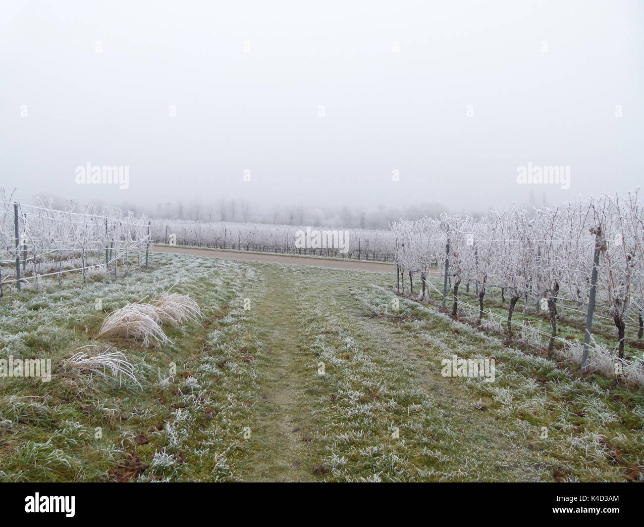 Frosty Weinberg im Winter Stockfoto Frosty Weinberg im Winter Stockfoto