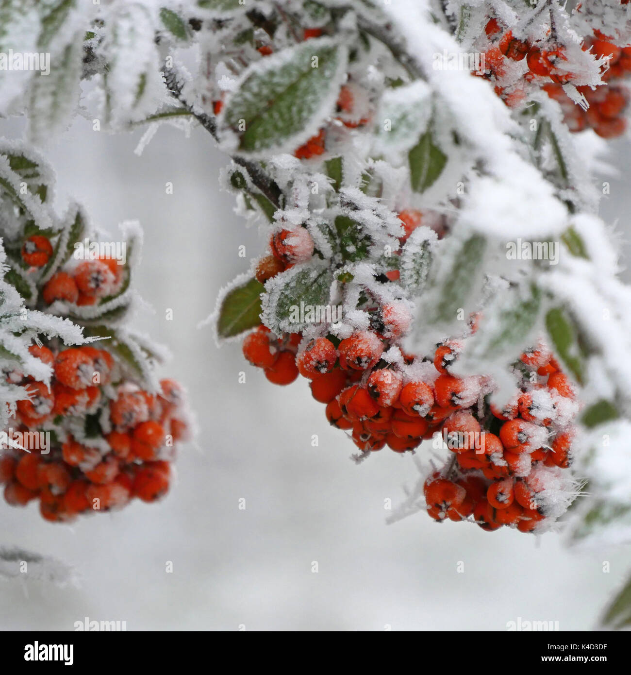 Orangefarbene Beeren an einem winterlichen Bush mit Raureif auf dem Laub Stockfoto Orangefarbene Beeren an einem winterlichen Bush mit Raureif auf dem Laub Stockfoto