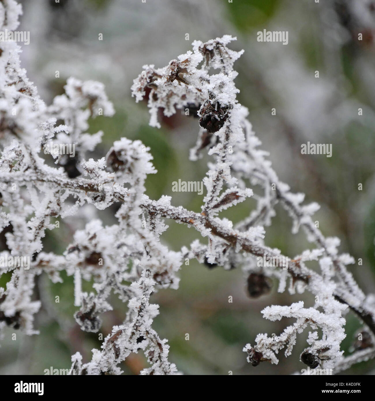 Schwarze Früchte des Dogrose auf einem Busch, abgedeckt durch Raureif Stockfoto Schwarze Früchte des Dogrose auf einem Busch, abgedeckt durch Raureif Stockfoto