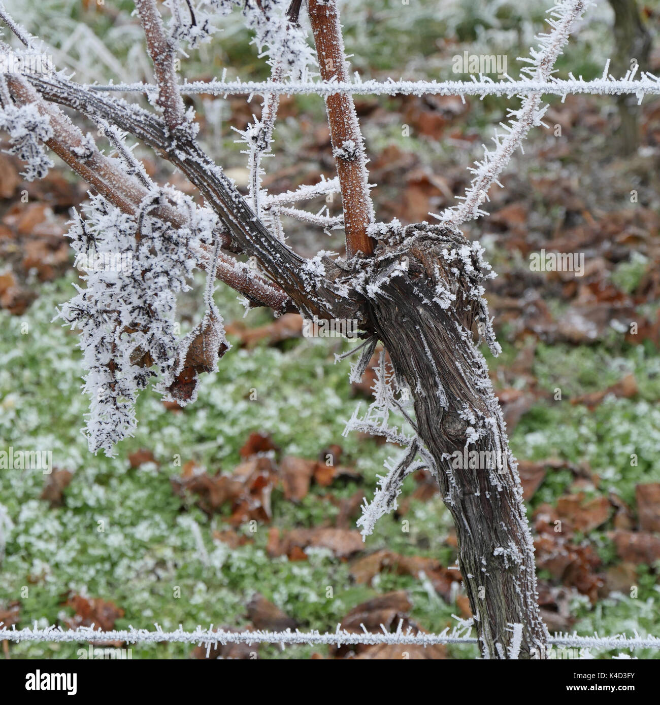 Raureif auf einem Weinstock Stockfoto Raureif auf einem Weinstock Stockfoto