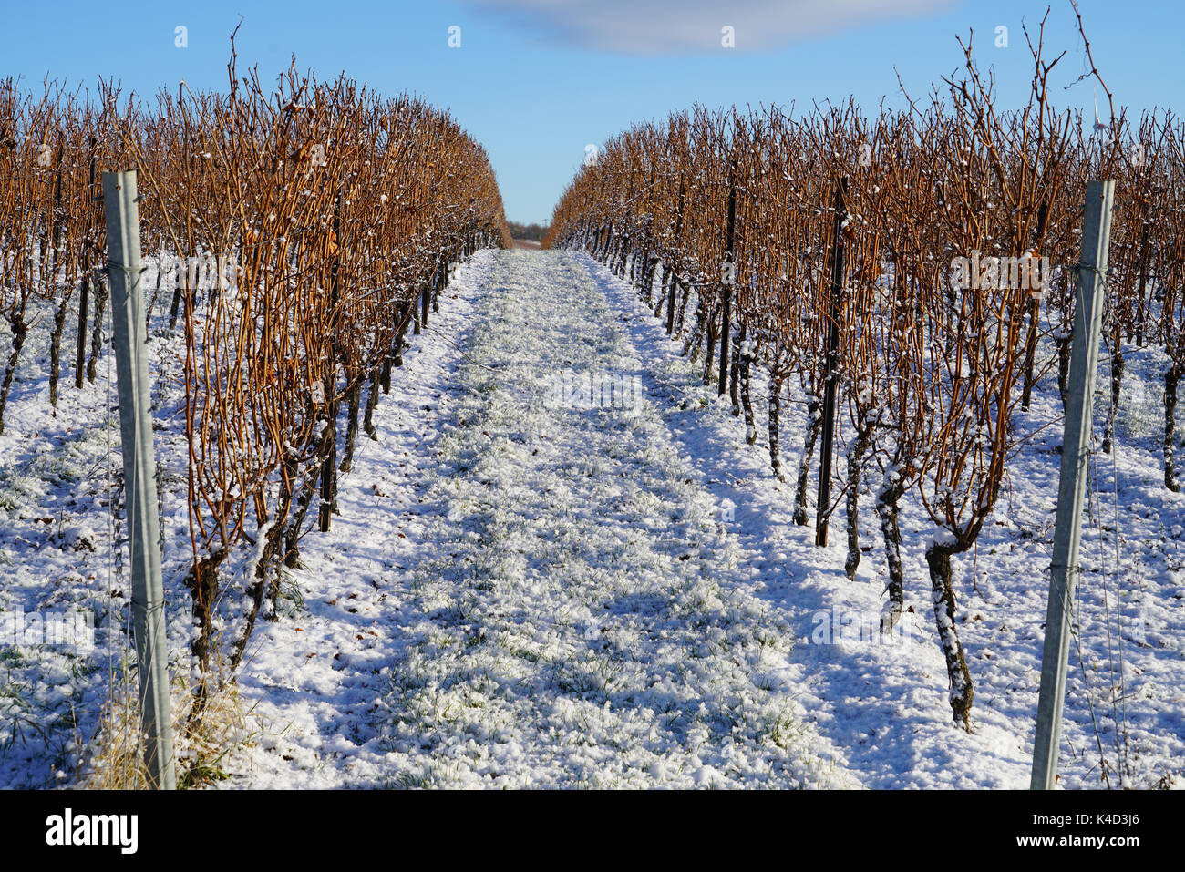 Winter In einem Weinberg Stockfoto Winter In einem Weinberg Stockfoto