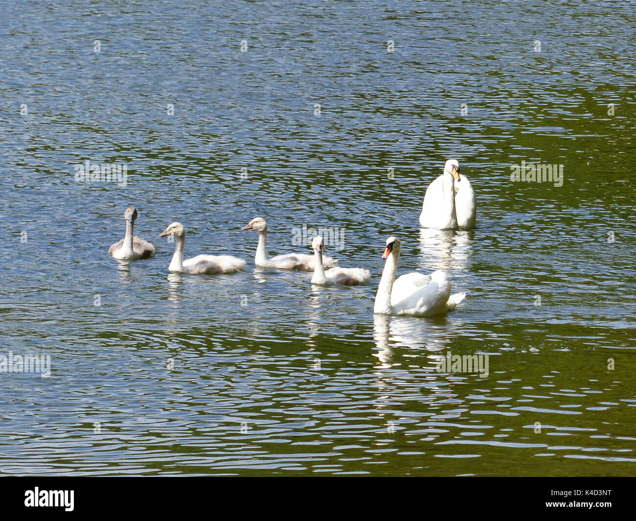 Schwäne schwimmen in einem See Stockfoto