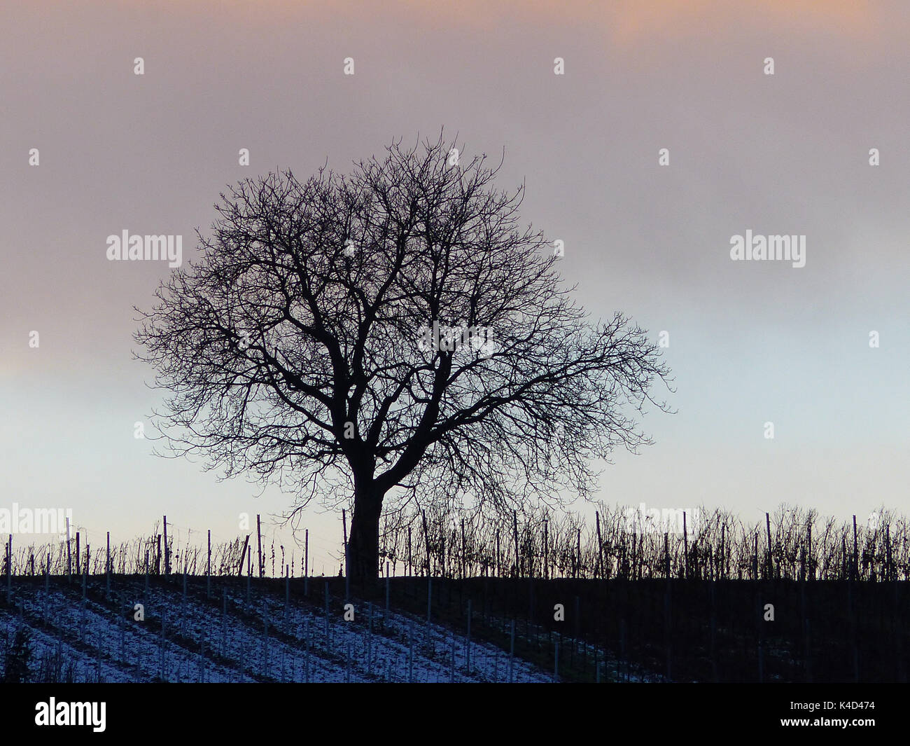 Kahlen Baum in einem Weinberg nach Sonnenuntergang Stockfoto Kahlen Baum in einem Weinberg nach Sonnenuntergang Stockfoto