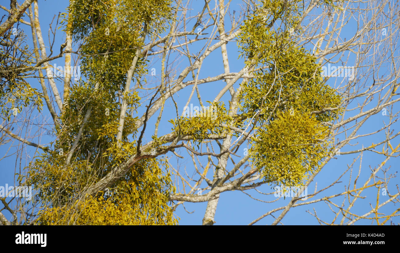 Misteln In einem Baum, Viscum album Stockfoto Misteln In einem Baum, Viscum album Stockfoto