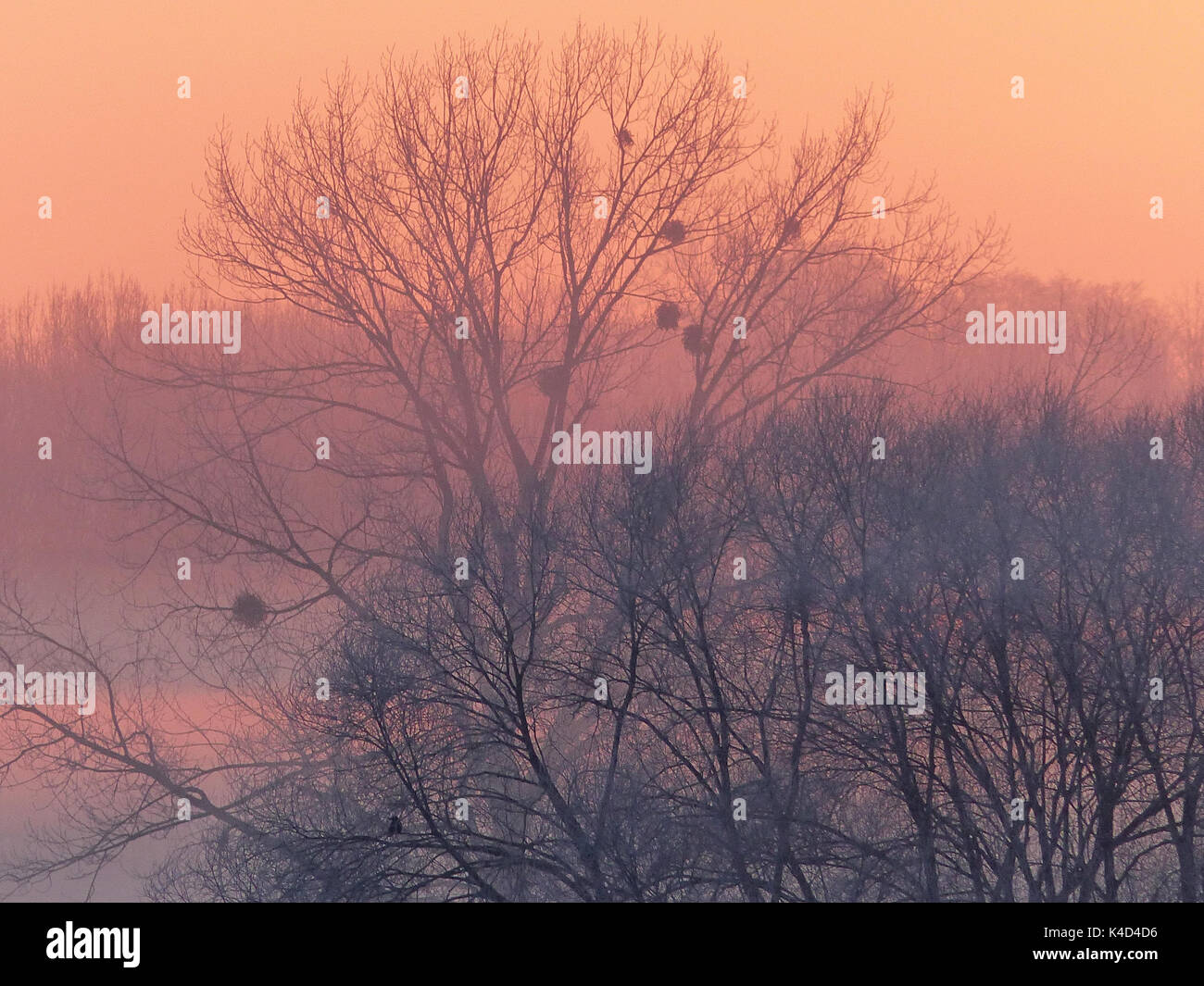 Sonnenaufgang in Ampermoss, River Valley Fen in der Nähe Ammersee in Oberbayern Stockfoto